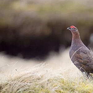 Red Grouse - male - Scotland, UK