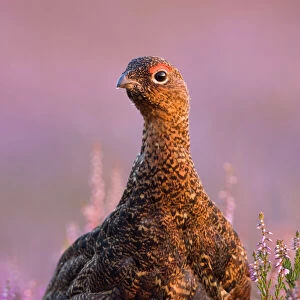 Red Grouse In Pink and purple heather. North Yorkshire. UK