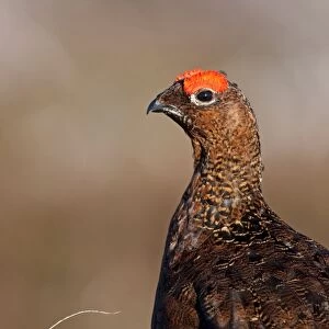 Red Grouse - Single adult male looking at the camera, Cairngorms, Scotland, UK