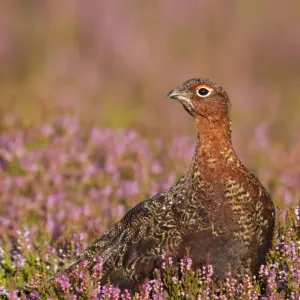 Red Grouse - standing amongst heather in early morning sunshine - Grinton - Yorkshire - England Red Grouse - standing amongst heather in early morning sunshine - Grinton - Yorkshire - England