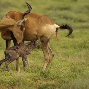 Red Hartebeest cow with newborn calf - Addo Elephant National Park, Eastern Cape, South Africa