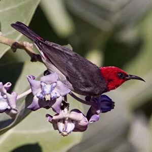 Red-headed Honeyeater - Male feeding on flowers - adjacent to Broome township, Western Australia