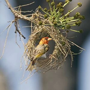 Red-headed Weaver - Zimbabwe, Africa