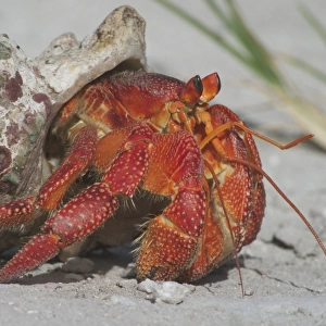 Red Hermit Crab - Emerging from its shell. On Home Island, Cocos (Keeling) Islands, Indian Ocean