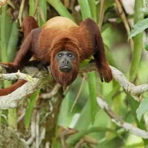 Red Howler Monkey - Iquitos - Peru Red Howler Monkey - Iquitos - Peru