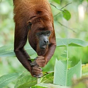 Red Howler Monkey - Iquitos - Peru