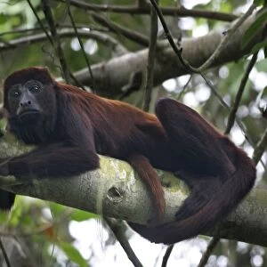 Red Howler Monkey - Male. llianos Venezuela