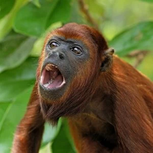 Red Howler Monkey - with mouth open - Iquitos - Peru