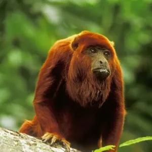Red Howler Monkey WAT 6160 Alouatta seniculus &copy; M. Watson / ardea. com