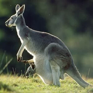 Red Kangaroo - baby in pouch