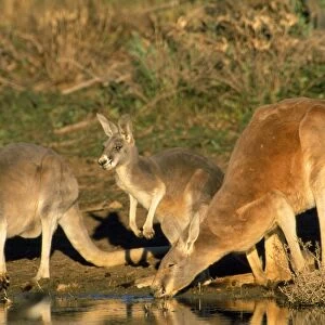 Red Kangaroo - drinking in dam - Kinchega National Park - Western NSW - Australia