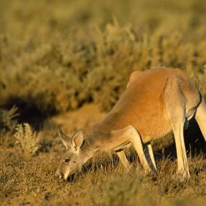 Red Kangaroo - feeding - Western NSW - Australia