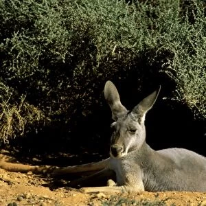 Red Kangaroo - Female lying down in shade - Kinchega National Park, far western New South Wales, Australia JPF43971
