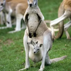 Red Kangaroo - female with offspring