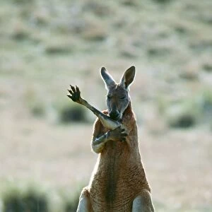 Red Kangaroo JPF 2570 Licking forearms to cool down (evaporation), Australia Megaleia rufa © Jean-Paul Ferrero / ARDEA LONDON