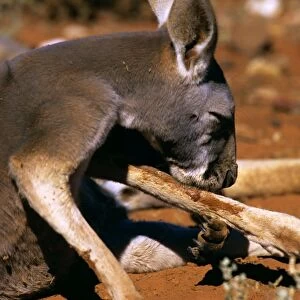 Red Kangaroo - Licking leg to cool down (by evaporation), Western New South Wales, Australia JPF43453