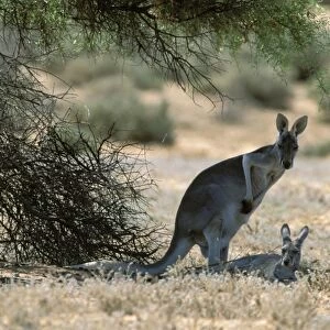 Red Kangaroo Lying down in shade, Kinchega National Park, far western New South Wales, Australia JPF44006