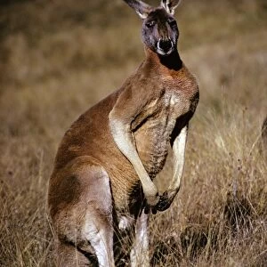 Red Kangaroo - Male - Australia JPF01752