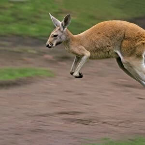 Red Kangaroo - in motion, leaping, Emmen, Holland