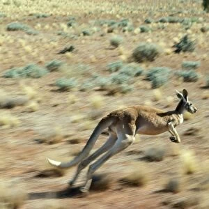 Red Kangaroo - in motion Western New South Wales, Australia