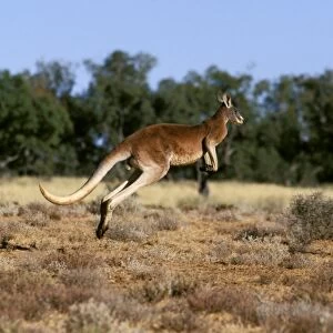 Red kangaroo - running, Western New South Wales, Australia JPF52756
