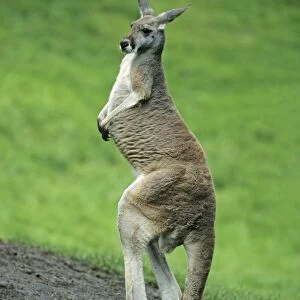 Red Kangaroo - standing on hind legs, balancing on its tail, Emmen, Holland