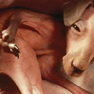 Red Kangaroo - young detached from teat inside pouch, about 12 - 14 weeks old. Macropods Reproduction
