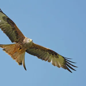 Red Kite - in flight