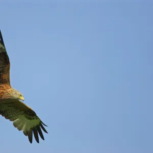 Red Kite - in flight Gigrin Farm, Wales BI003143