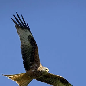 Red Kite in flight at RSPB site, UK - situated at Gigrin Farm, Rhayade, r Powys, Mid-Wales the site attracts as many as 300 red kites which are fed daily