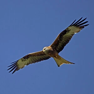 Red Kite in flight at RSPB site Wales, UK - at Gigrin Farm, Rhayade, r Powys, Mid-Wales where up to 300 red kites congregate for their daily feed