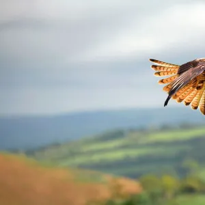 Red Kite - in flight - Wales - UK