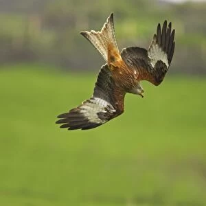 Red Kite - stooping down Gigrin Farm, Wales BI003160