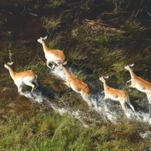 Red Lechwe - Aerial view of Red Lechwe Running in water Okavango Delta Botswana Africa