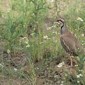 Red-legged Partridge - and chick