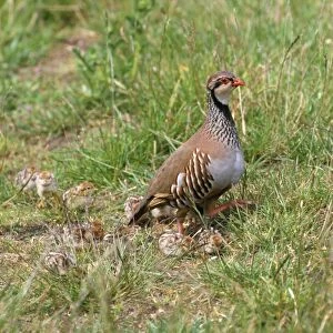 Red-legged Partridge - with chicks