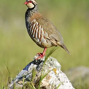 Red legged Partridge - male perched on stone, Alentejo, Portugal