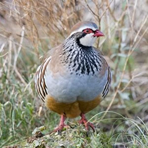 Red Legged Partridge - Norfolk UK