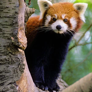 Red/Lesser Panda - Peering round tree branch, 4Mu80