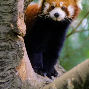 Red/Lesser Panda - Peering round tree branch, 4Mu80