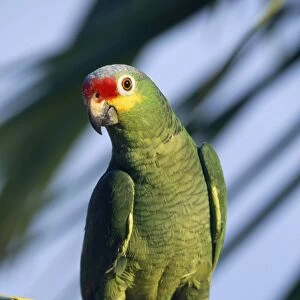 Red-lored / Red-fronted Amazon Parrot