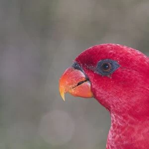 Red Lory - Close up of head. Found in Indonesia (Amboina) in forested areas in lowland and hillcountry