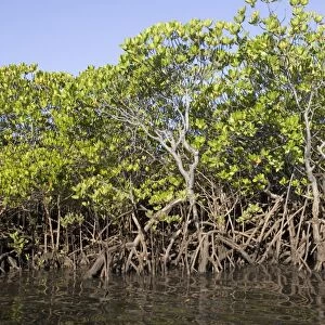 Red mangroves - along coastline of Manda Island near Lamu, Kenya, Africa
