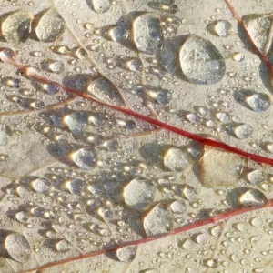 Red Maple - leaf with dew drops - autumn - Hessen - Germany Red Maple - leaf with dew drops - autumn - Hessen - Germany