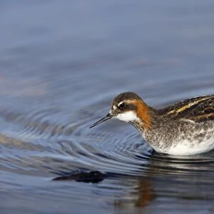 Red-Necked Phalarope - Male hunting for insects Loch of Funzie, Fetlar, Shetland, UK BI011099