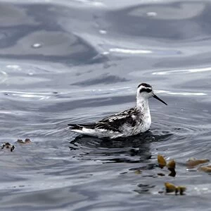 Red-necked Phalarope - in water - British Colombia - Canada
