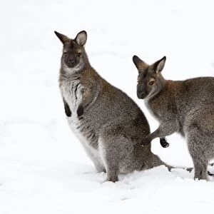 Red-necked Wallaby - 2 animals in snow, Australia