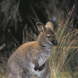 Red-necked Wallaby / Bennett's Wallaby - With young in pouch sticking head out. Australia - Marsupial - Mother and joey - The common large wallaby of the forests of eastern Australia and Tasmania - Males grow up to 888 mm
