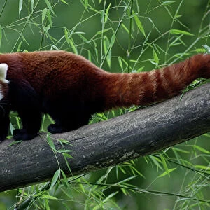 Red Panda / Red Cat-bear - animal on tree stem, Hessen, Germany
