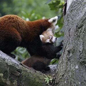 Red Panda / Red Cat-bear - female transporting baby animal, Hessen, Germany